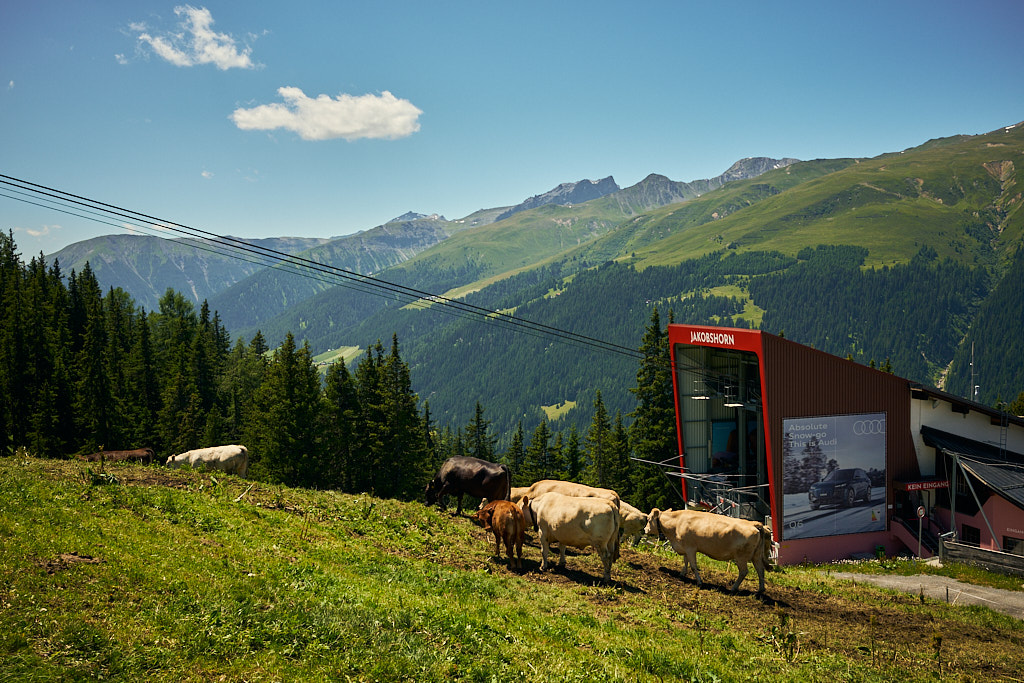 Kühe auf der Ischalp Kühe auf der Ischalp