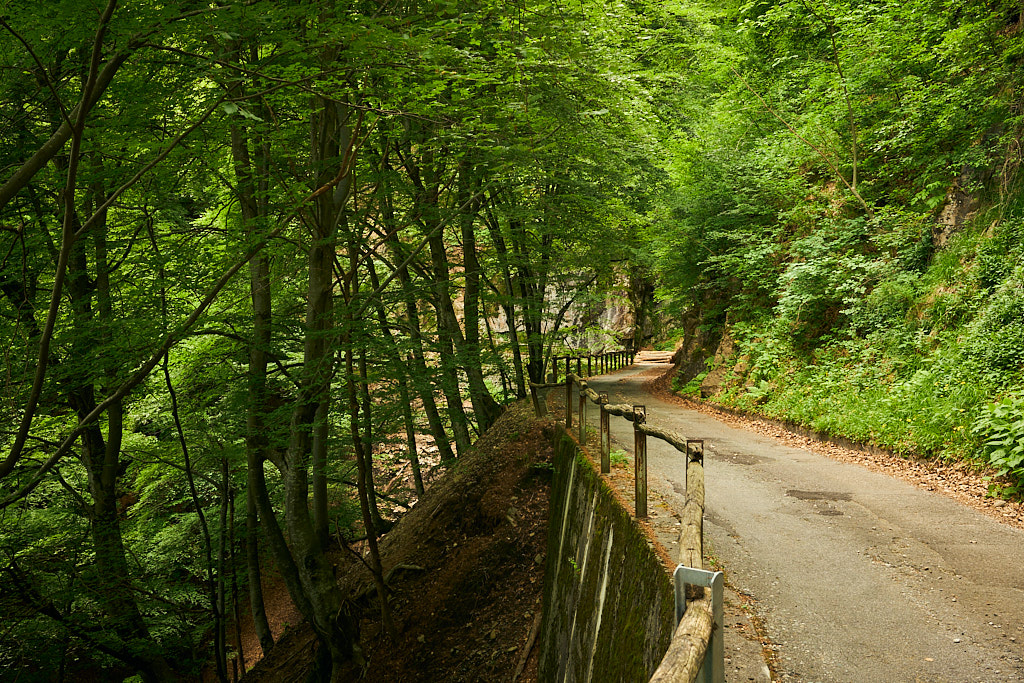 Auf der stillen Waldstrasse nach Laura Auf der stillen Waldstrasse nach Laura