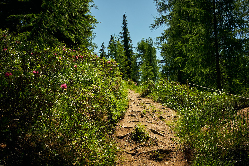 Alpenrosen auf dem Wanderweg nach Brämabüel Alpenrosen auf dem Wanderweg nach Brämabüel