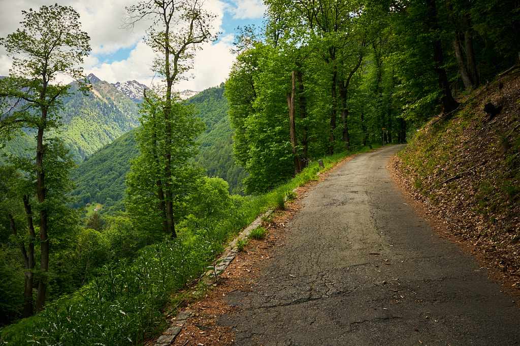 Auf der stillen Waldstrasse nach Laura Auf der stillen Waldstrasse nach Laura