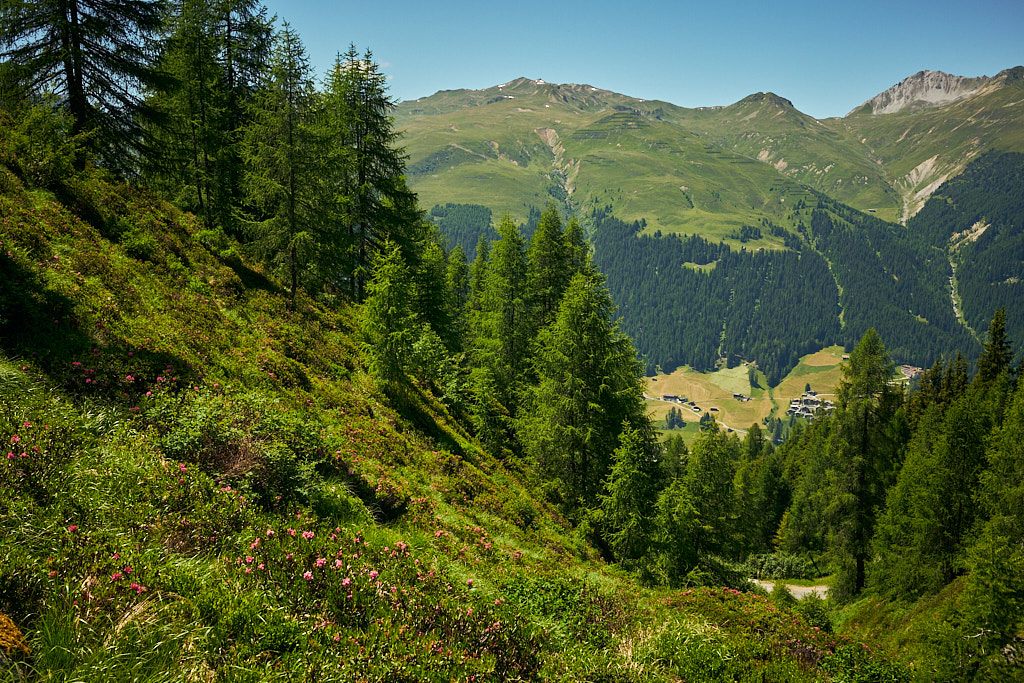Die Alpenrosenblüte ist in vollem Gang Die Alpenrosenblüte ist in vollem Gang