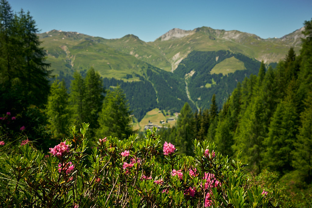 Die Alpenrosenblüte ist in vollem Gang Die Alpenrosenblüte ist in vollem Gang