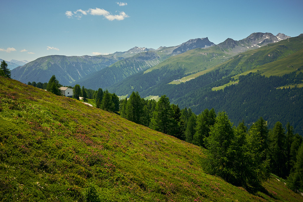 Die Alpenrosenblüte ist in vollem Gang Die Alpenrosenblüte ist in vollem Gang