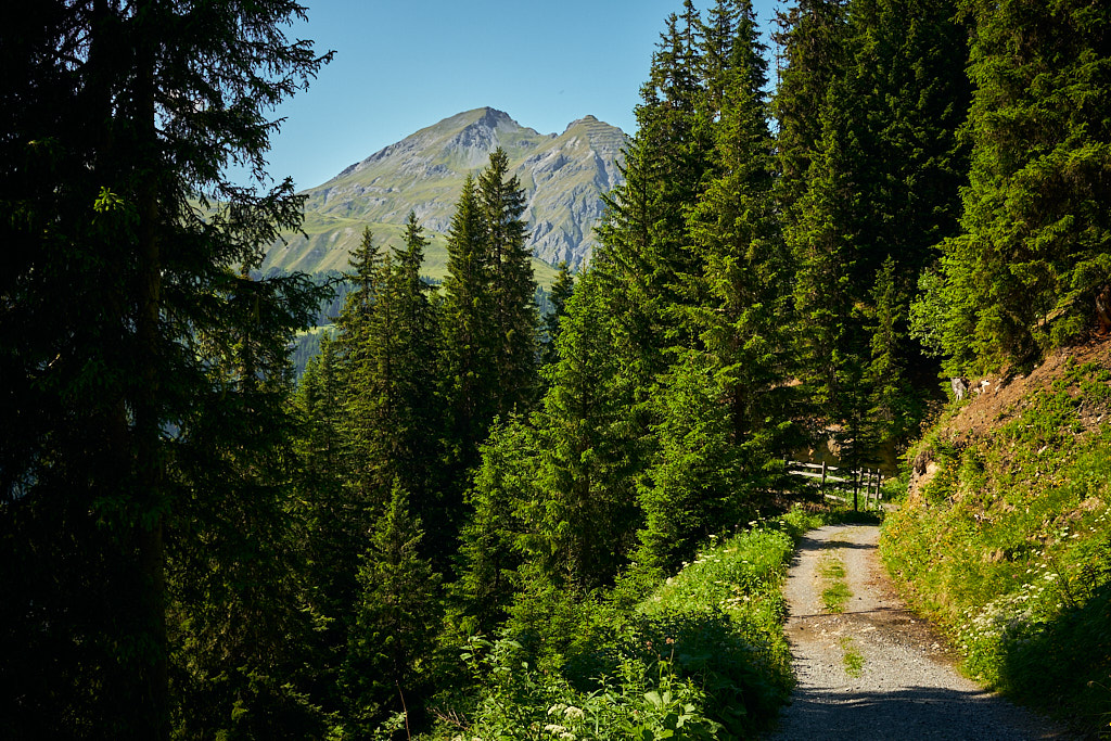 Durch den Mättenwald nach Davos Platz Durch den Mättenwald nach Davos Platz