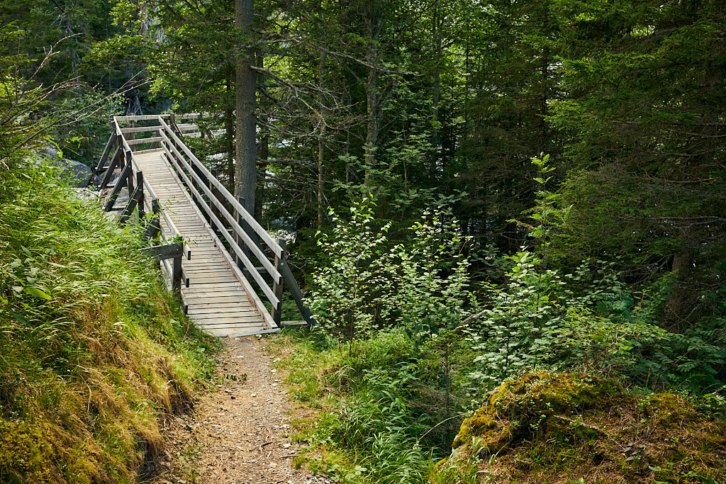 Brücke im Wald nach Lungatigia Brücke im Wald nach Lungatigia