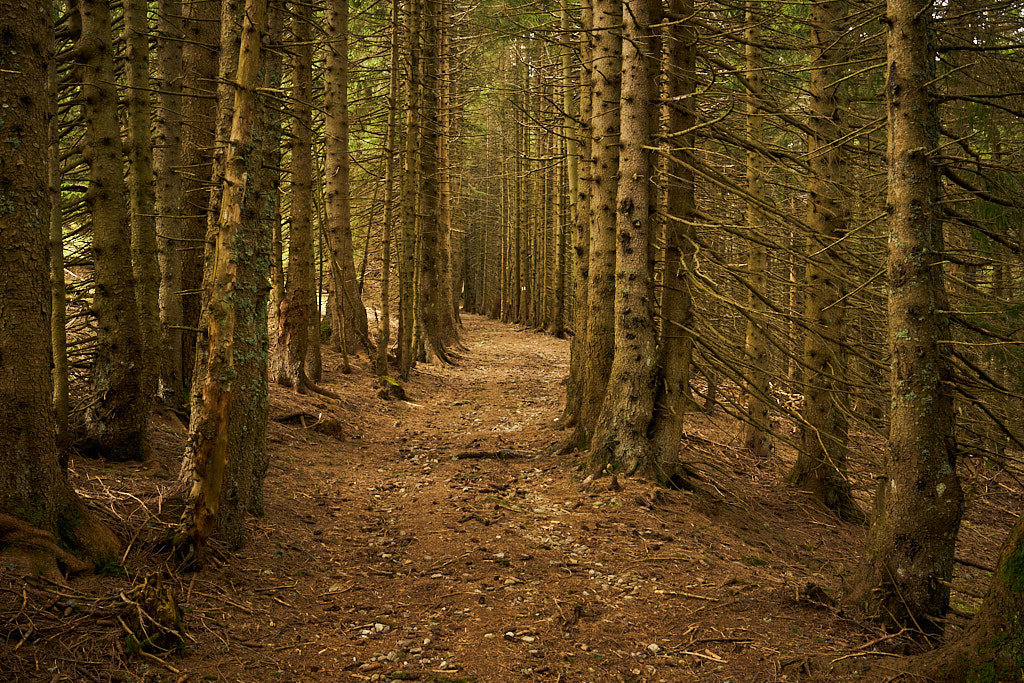 Der Karrenweg im letzten Abschnitt zum Motto d'Arbino Der Karrenweg im letzten Abschnitt zum Motto d'Arbino