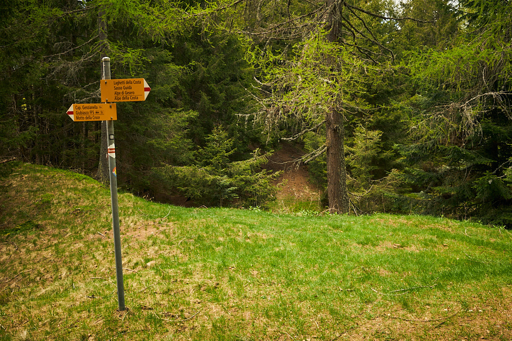 Der Weg zum höchsten Punkt versteckt sich zwischen den Bäumen Der Weg zum höchsten Punkt versteckt sich zwischen den Bäumen