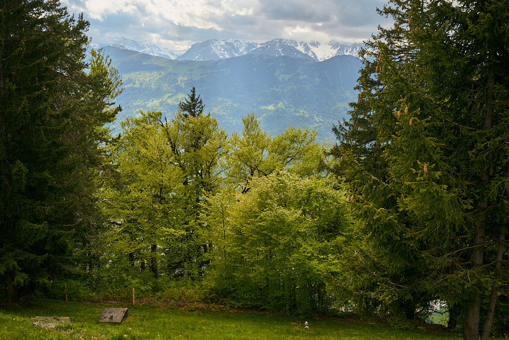 Versperrte Aussicht von der Mittagsspitze ins Rheintal Versperrte Aussicht von der Mittagsspitze ins Rheintal